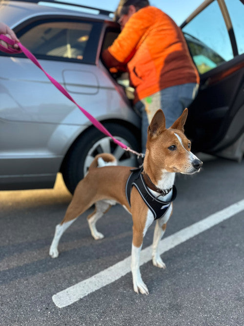 Arthur, a 10 years old male Basenji available for adoption from Mikey's Dog Rescue in Dorset