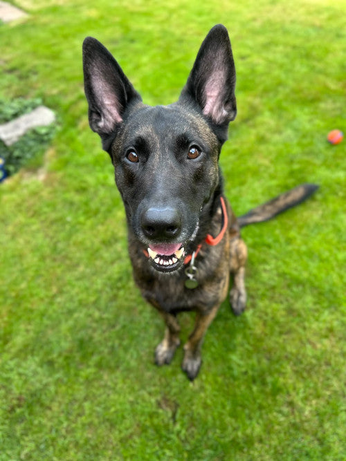 Bear, a 4 years old male Belgian Malinois available for adoption from Mikey's Dog Rescue in Dorset