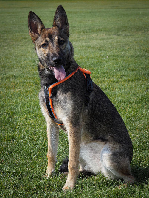 Bella, a 9 months old female Belgian Malinois available for adoption from Mikey's Dog Rescue in Dorset