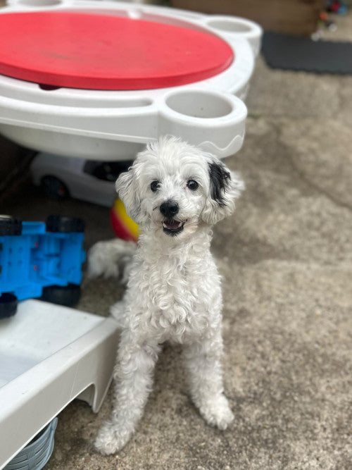 Bella, a 5 years old female Miniature Poodle available for adoption from Mikey's Dog Rescue in Dorset