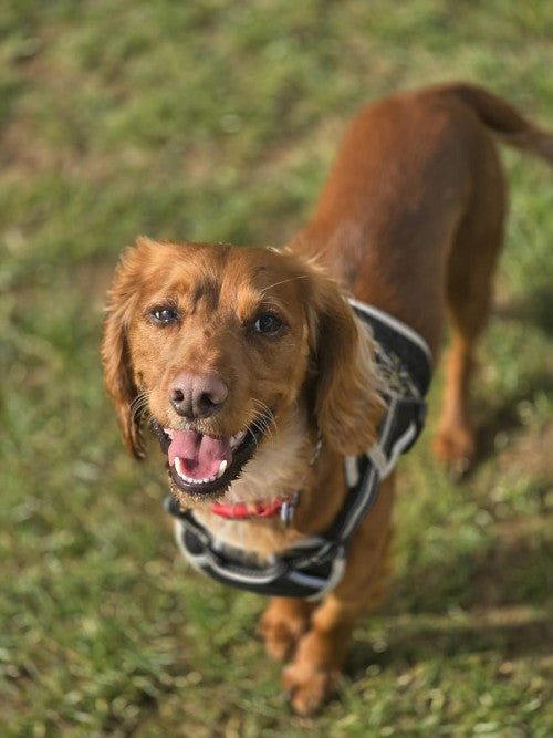 Benji, a Unknown old male Cocker Spaniel available for adoption from Mikey's Dog Rescue in Dorset