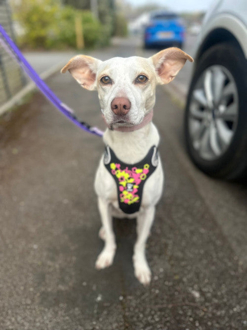 Bianca, a 4 years old female Ibizan Hound available for adoption from Mikey's Dog Rescue in Dorset