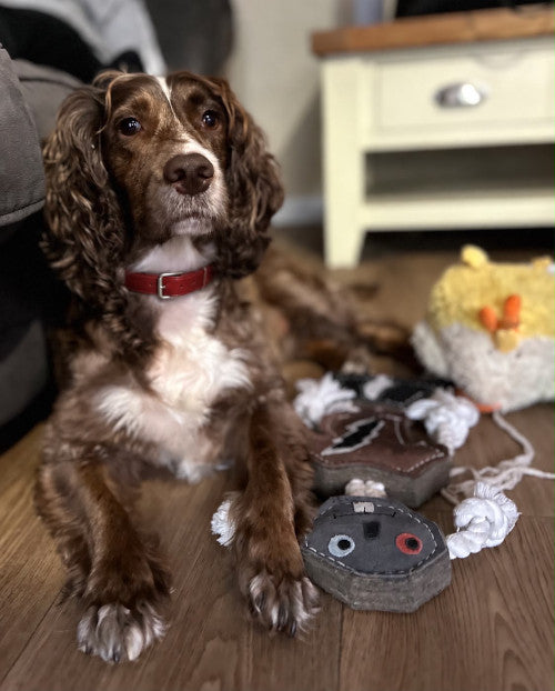 Bramble, a 3 years old female Cocker Spaniel available for adoption from Mikey's Dog Rescue in Dorset