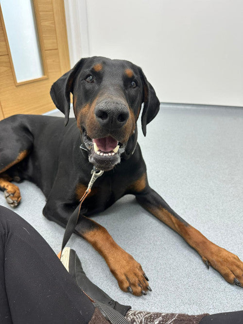 Bruno, a 2 years old male Dobermann available for adoption from Mikey's Dog Rescue in Dorset