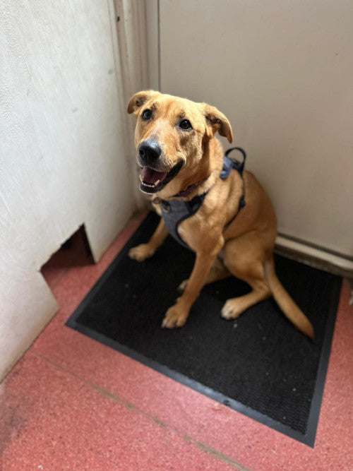 Carla, a 2 years old female Labrador available for adoption from Mikey's Dog Rescue in Dorset