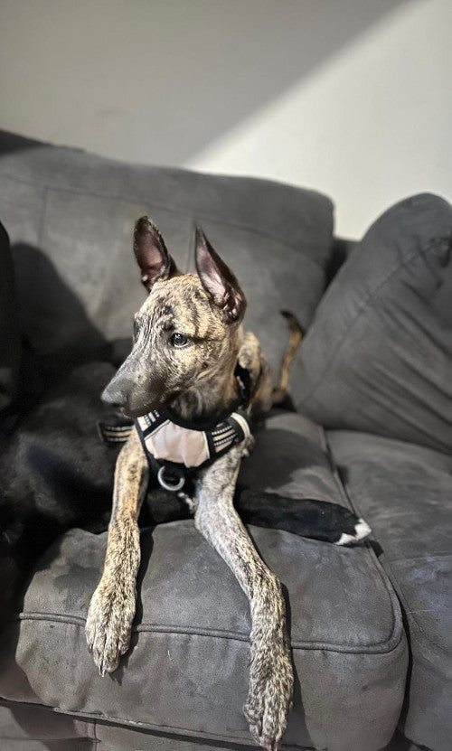 Cookie, a Unknown old female Crossbreed available for adoption from Mikey's Dog Rescue in Dorset