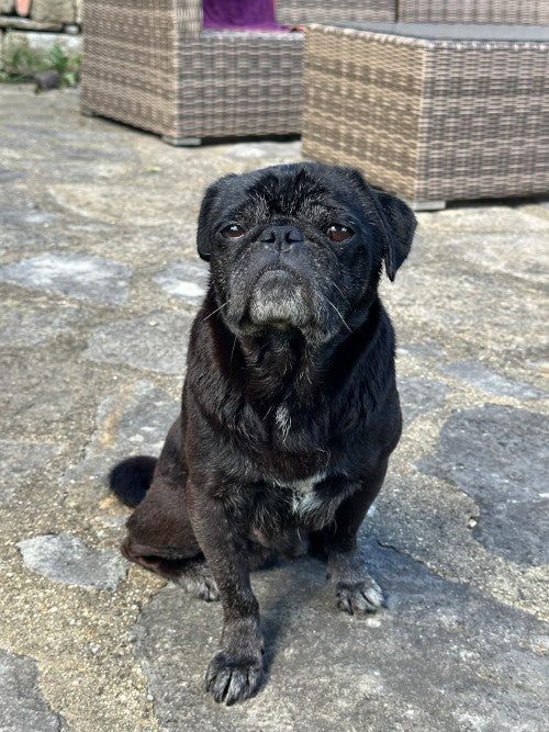 Dexter, a 11 years old male Pug available for adoption from Mikey's Dog Rescue in Dorset