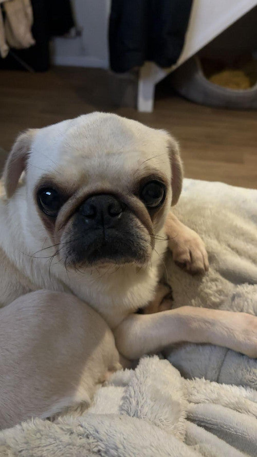 Dolly, a 5 years old female Pug available for adoption from Mikey's Dog Rescue in Corfe Mullen, Dorset