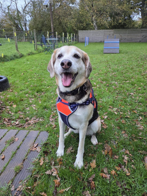 Donut, a 7 years old female Beagle x Labrador available for adoption from Mikey's Dog Rescue in Dorset