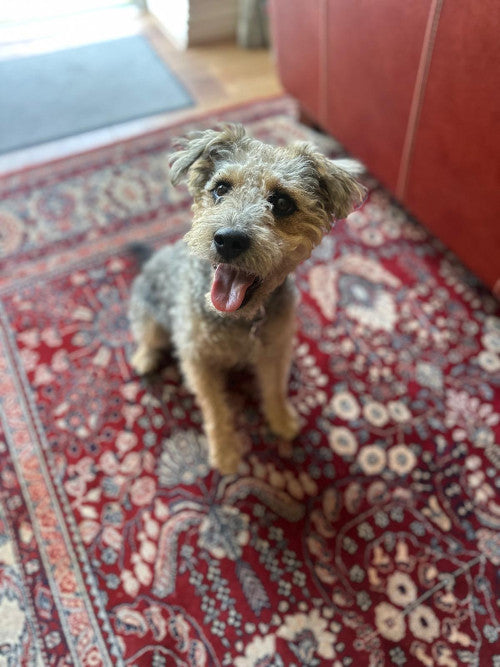 Dottie, a 2 years old female Lakeland Terrier available for adoption from Mikey's Dog Rescue in Dorset