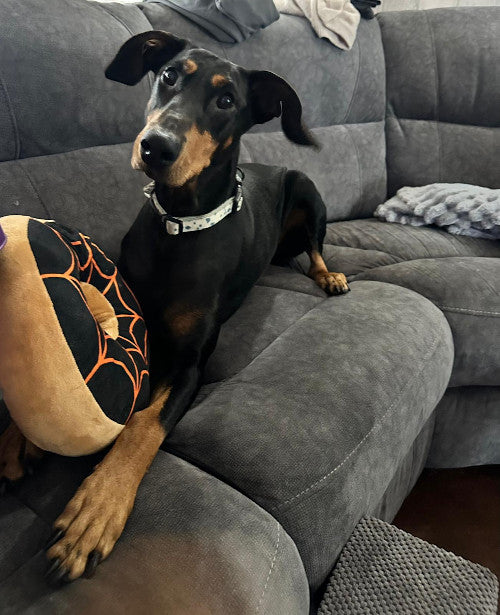 Dottie, a 5 years old female German Pinscher available for adoption from Mikey's Dog Rescue in Poole, Dorset