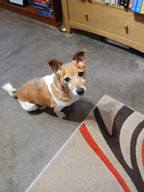 Drew, a 7 years old male Jack Russell Terrier available for adoption from Mikey's Dog Rescue in Dorset