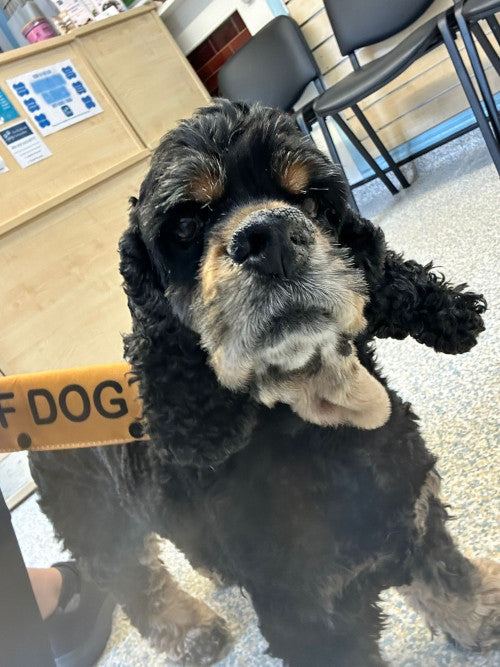 Freddie, a 7 years old male Cocker Spaniel available for adoption from Mikey's Dog Rescue in Dorset