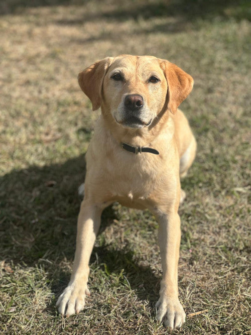 Honey, a 6 years old female Labrador available for adoption from Mikey's Dog Rescue in Dorset
