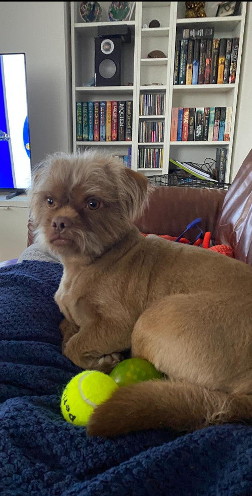 Hugo, a 2 years old male Crossbreed available for adoption from Mikey's Dog Rescue in Dorset