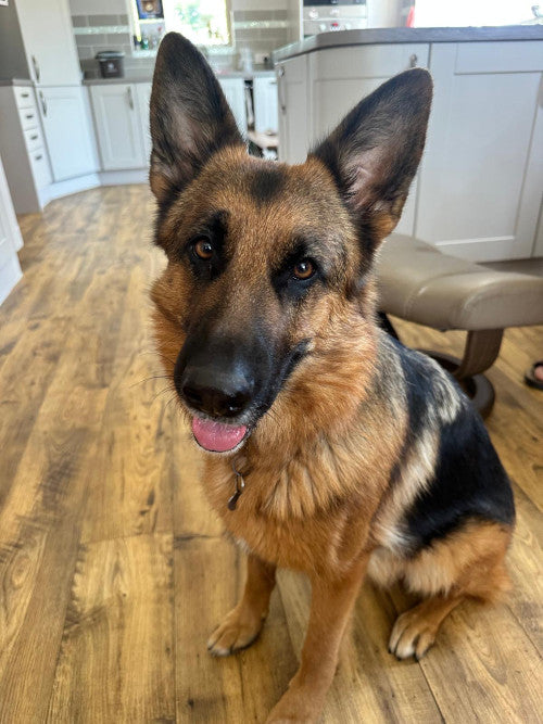 Juno, a 3 years old female German Shepherd available for adoption from Mikey's Dog Rescue in Dorset