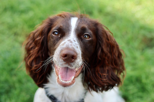 Leia, a 4 years old female Cocker Spaniel available for adoption from Mikey's Dog Rescue in Dorset