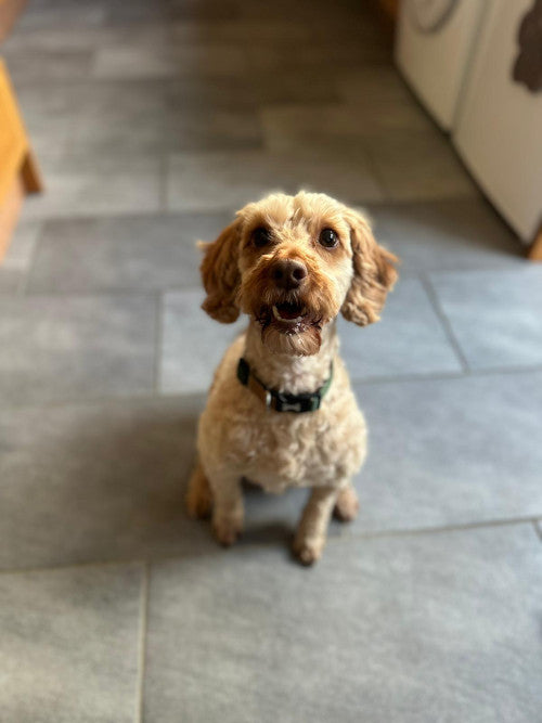 Lola, a 7 years old female Cocker Spaniel X Poodle available for adoption from Mikey's Dog Rescue in Corfe Mullen, Dorset