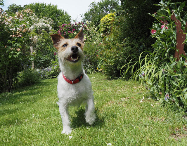 Max, a 4 years old male Jack Russell Terrier available for adoption from Mikey's Dog Rescue in Dorset