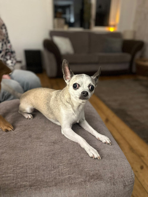 Rocky, a 8 years old male Chihuahua available for adoption from Mikey's Dog Rescue in Dorset