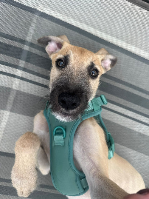 Scooby, a 3 months old male Unknown available for adoption from Mikey's Dog Rescue in Dorset