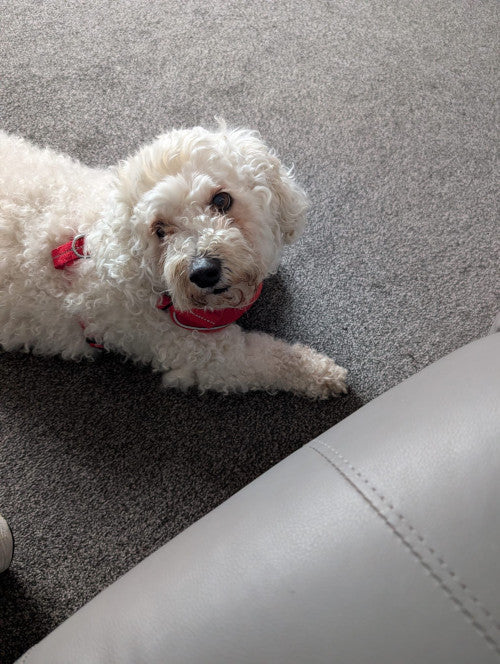Toby, a 12 years old male Bichon Frise available for adoption from Mikey's Dog Rescue in Dorset