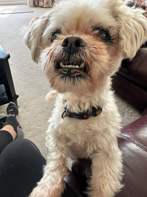 Vinnie, a 13 years old male Lhasa Apso available for adoption from Mikey's Dog Rescue in Dorset